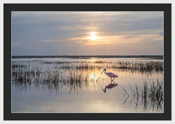 Spoonbill Wading In Golden Marsh