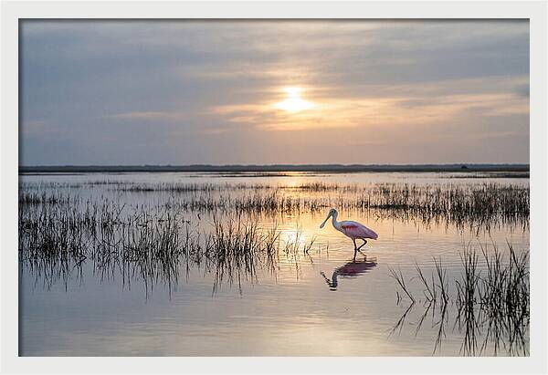 Spoonbill Wading In Golden Marsh