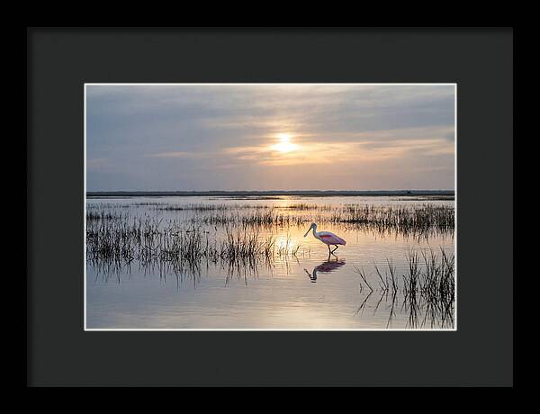 Spoonbill Wading In Golden Marsh
