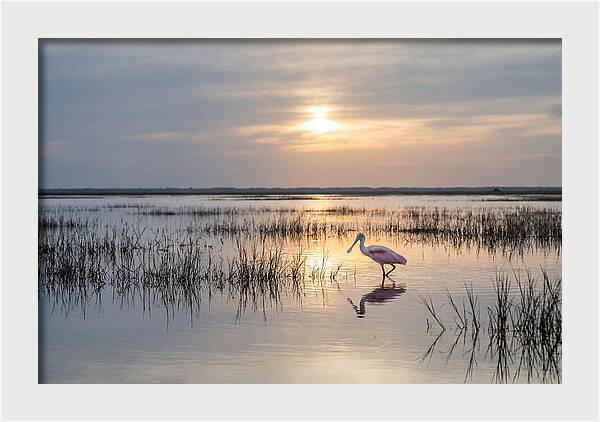 Spoonbill Wading In Golden Marsh