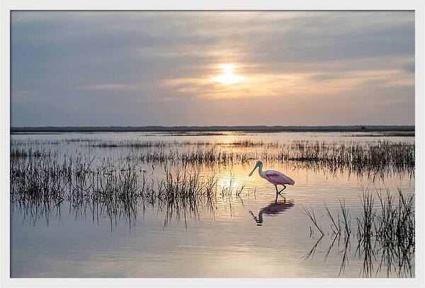 Spoonbill Wading In Golden Marsh