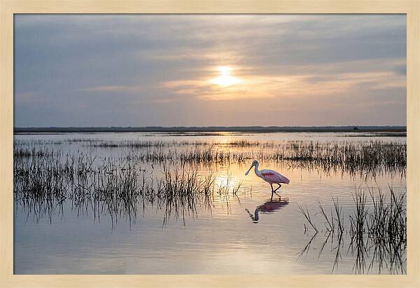 Spoonbill Wading In Golden Marsh