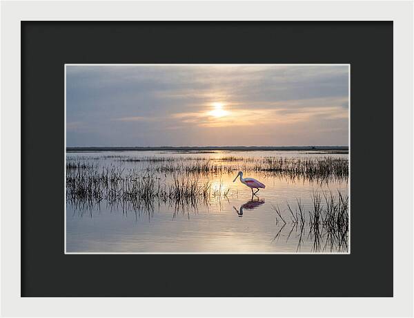 Spoonbill Wading In Golden Marsh