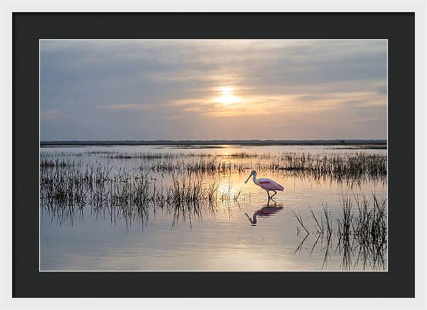 Spoonbill Wading In Golden Marsh