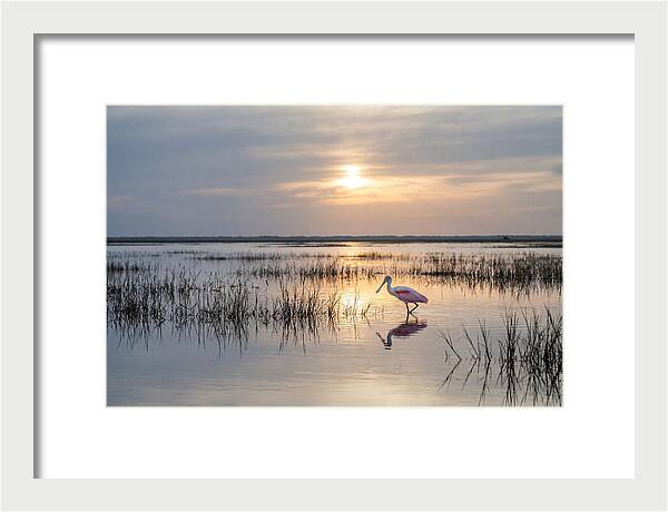 Spoonbill Wading In Golden Marsh