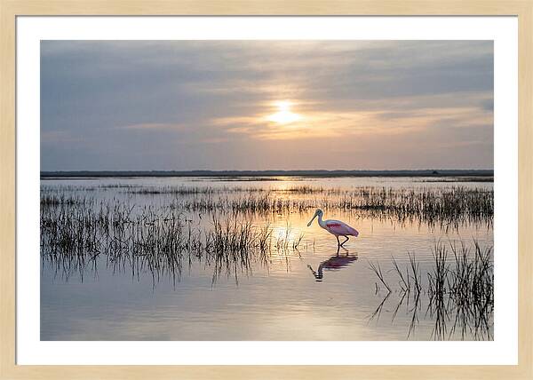 Spoonbill Wading In Golden Marsh