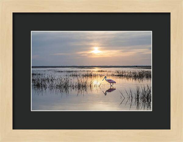 Spoonbill Wading In Golden Marsh