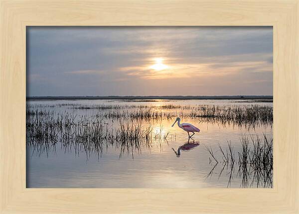 Spoonbill Wading In Golden Marsh