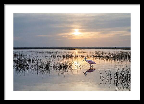 Spoonbill Wading In Golden Marsh