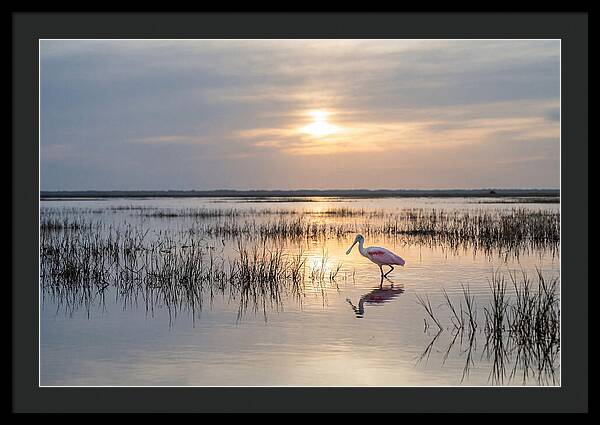 Spoonbill Wading In Golden Marsh