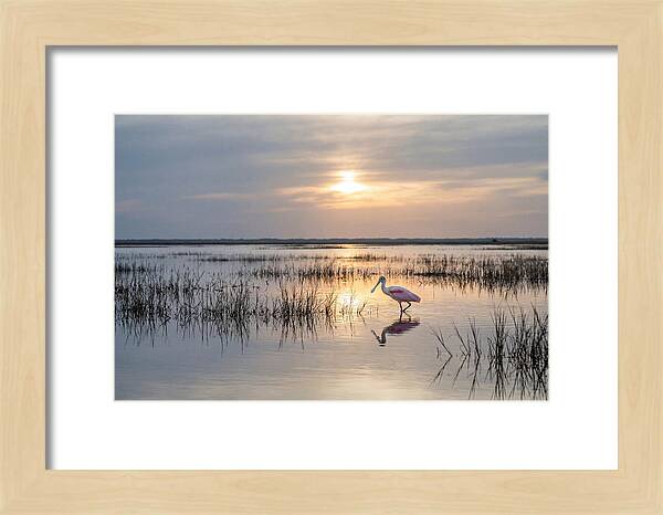 Spoonbill Wading In Golden Marsh