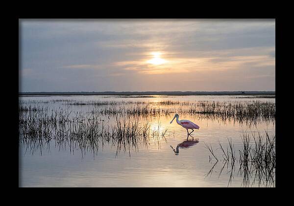 Spoonbill Wading In Golden Marsh