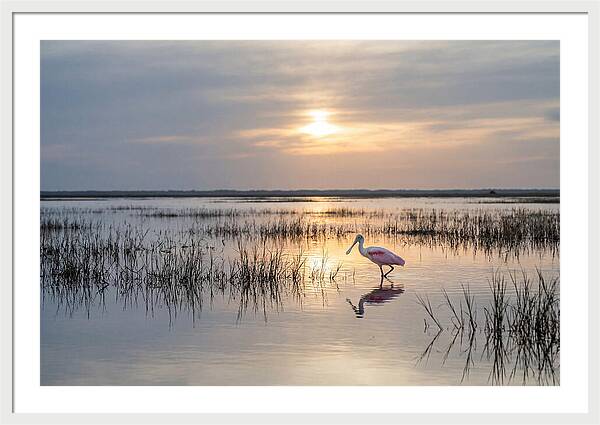 Spoonbill Wading In Golden Marsh