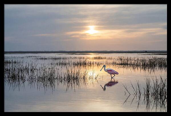 Spoonbill Wading In Golden Marsh