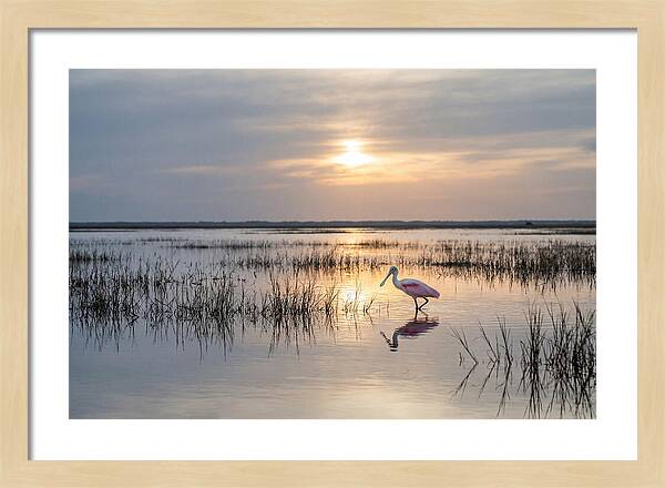Spoonbill Wading In Golden Marsh