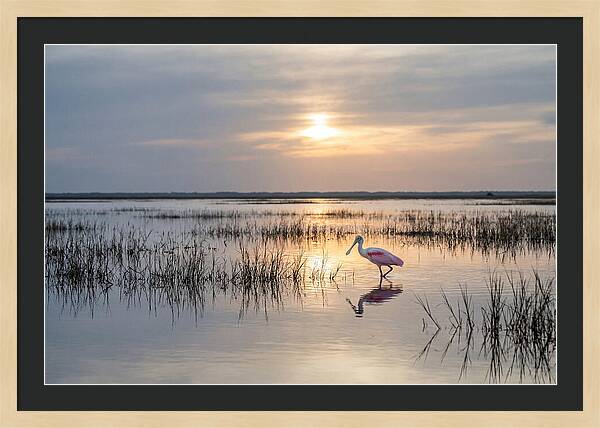 Spoonbill Wading In Golden Marsh