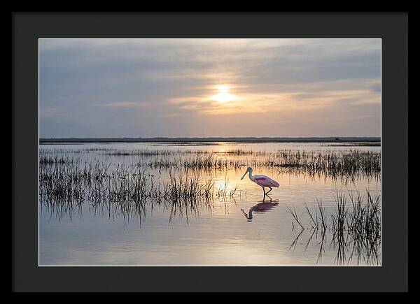 Spoonbill Wading In Golden Marsh
