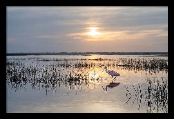 Spoonbill Wading In Golden Marsh