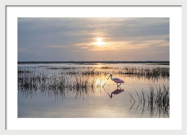 Spoonbill Wading In Golden Marsh