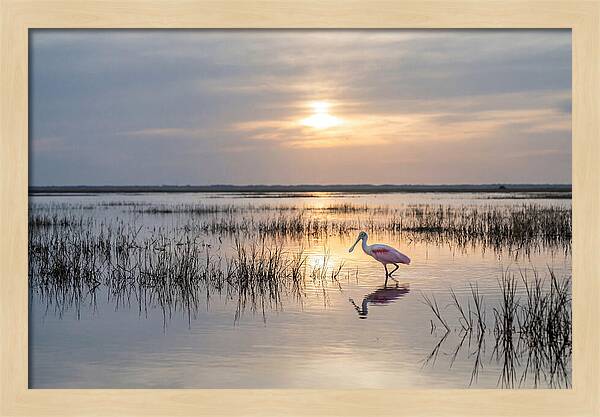 Spoonbill Wading In Golden Marsh