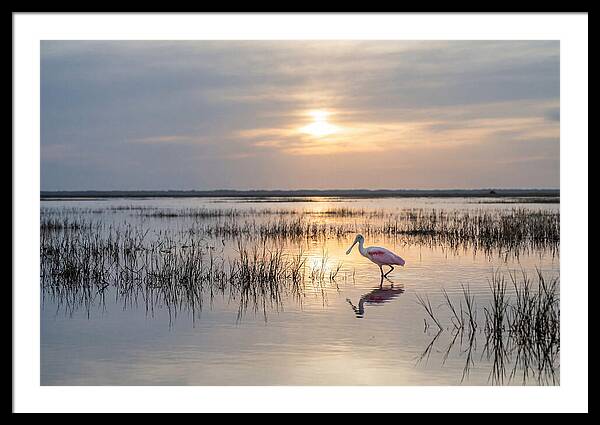 Spoonbill Wading In Golden Marsh