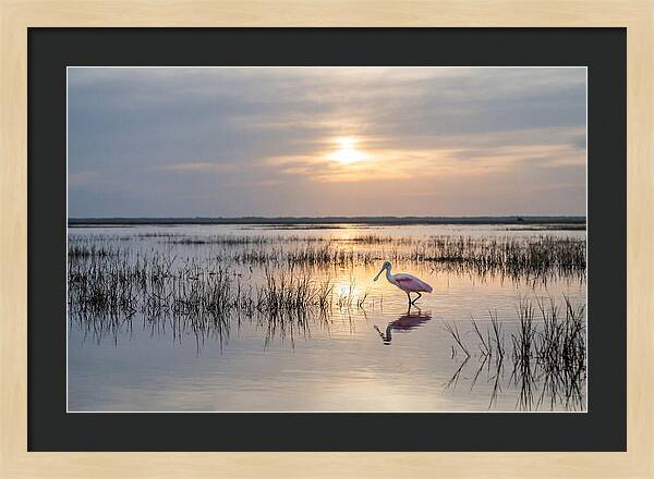 Spoonbill Wading In Golden Marsh