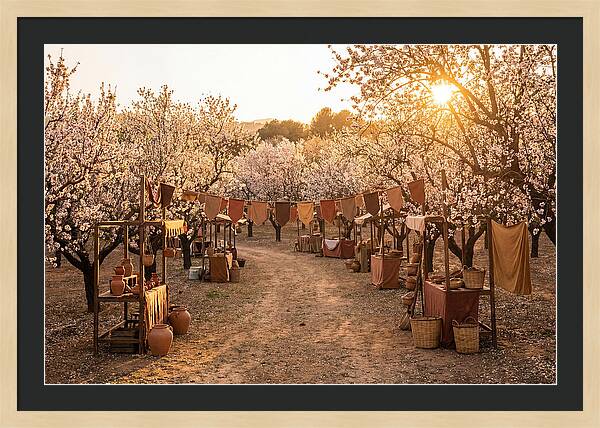 Spring Blossom Festival