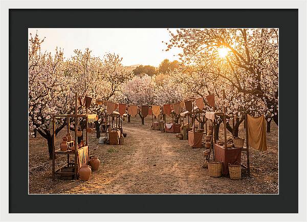 Spring Blossom Festival