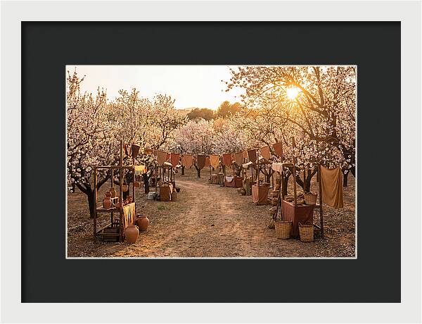 Spring Blossom Festival