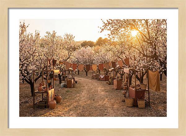 Spring Blossom Festival
