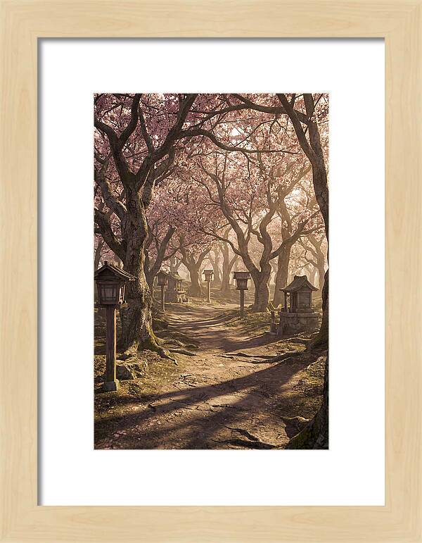 Spring Blossom Festival Pathway
