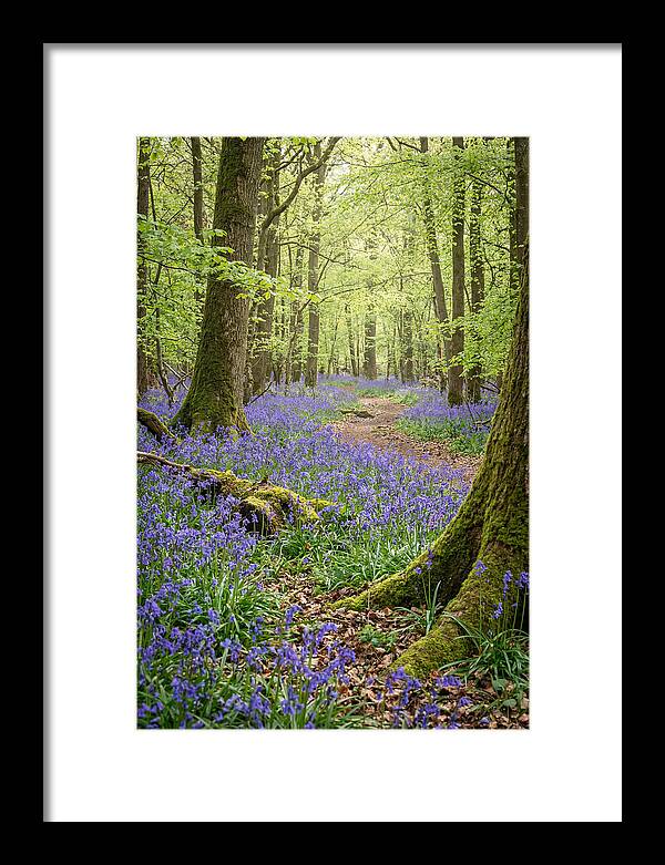 Spring Bluebells In Bloom