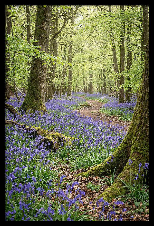 Spring Bluebells In Bloom