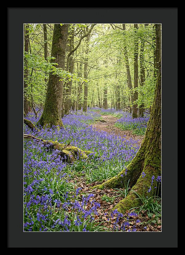 Spring Bluebells In Bloom