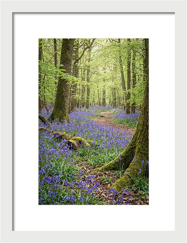 Spring Bluebells In Bloom