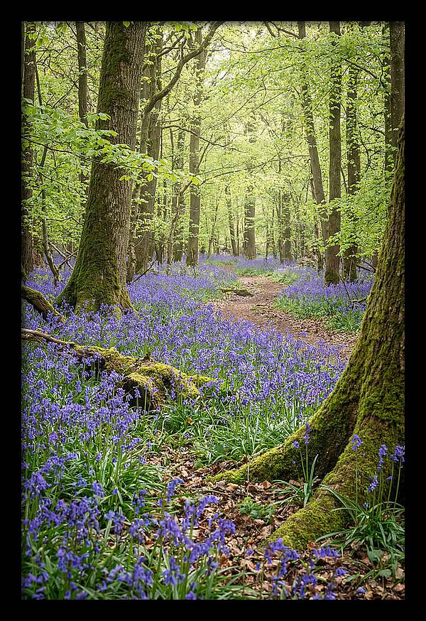 Spring Bluebells In Bloom