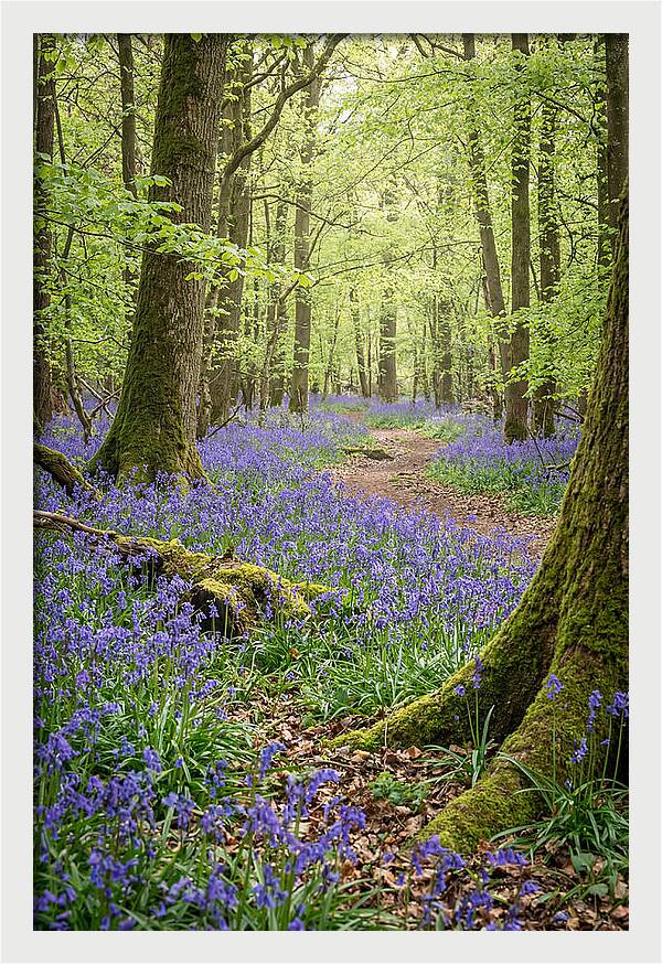 Spring Bluebells In Bloom