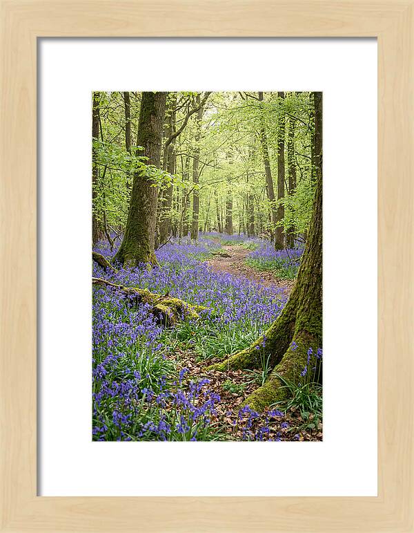 Spring Bluebells In Bloom