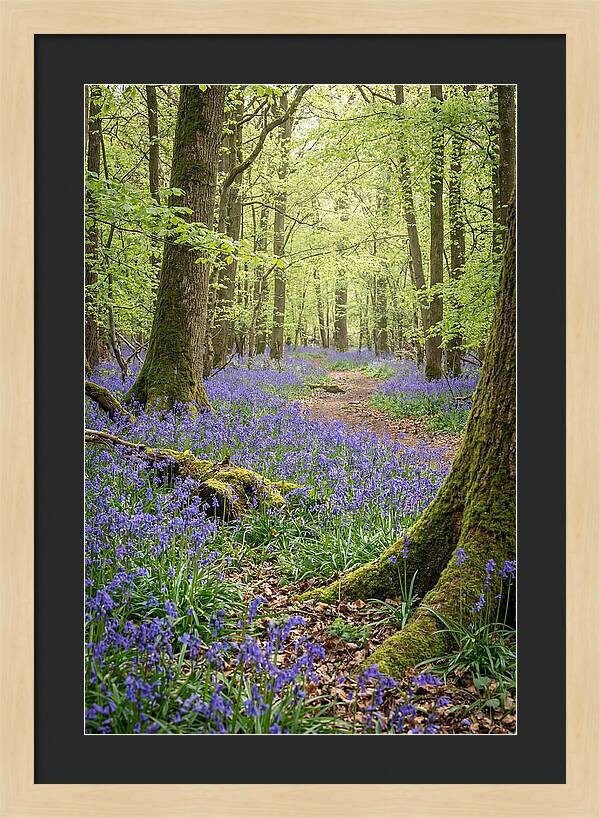 Spring Bluebells In Bloom