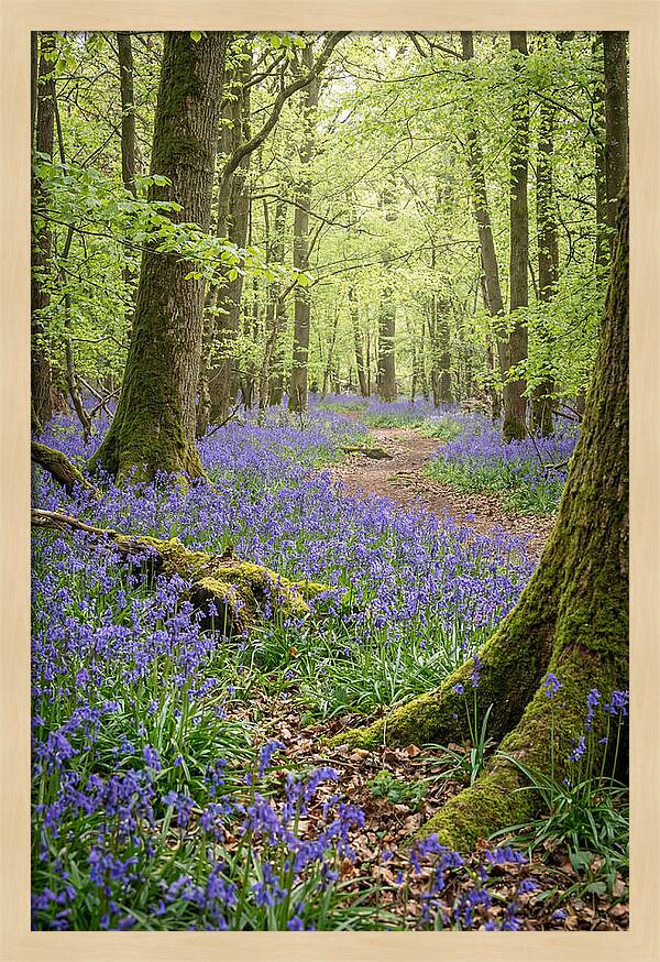 Spring Bluebells In Bloom