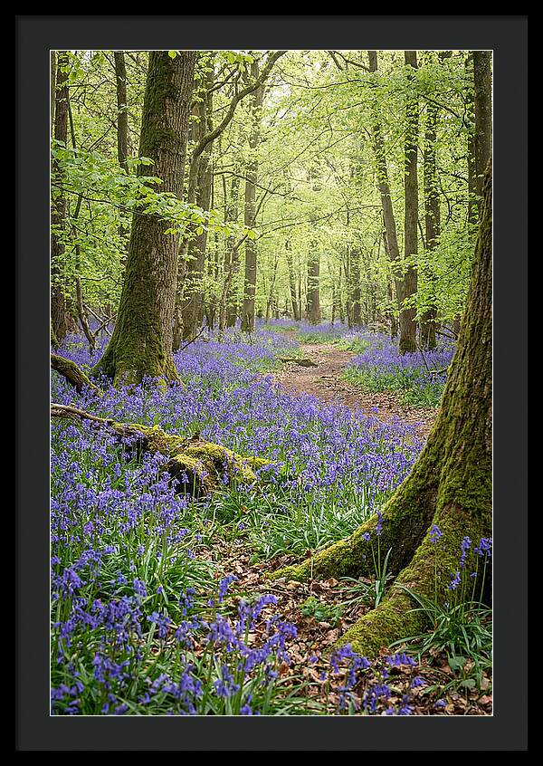Spring Bluebells In Bloom