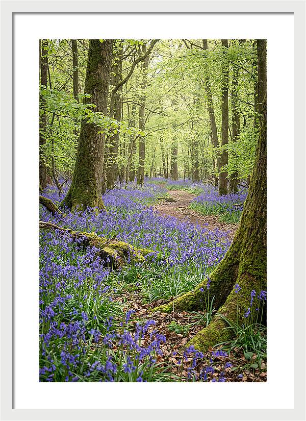 Spring Bluebells In Bloom