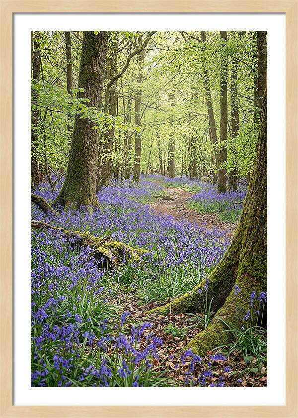 Spring Bluebells In Bloom