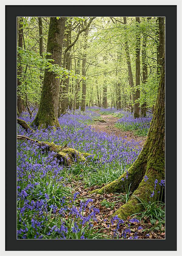 Spring Bluebells In Bloom