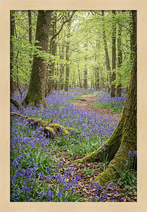 Spring Bluebells In Bloom