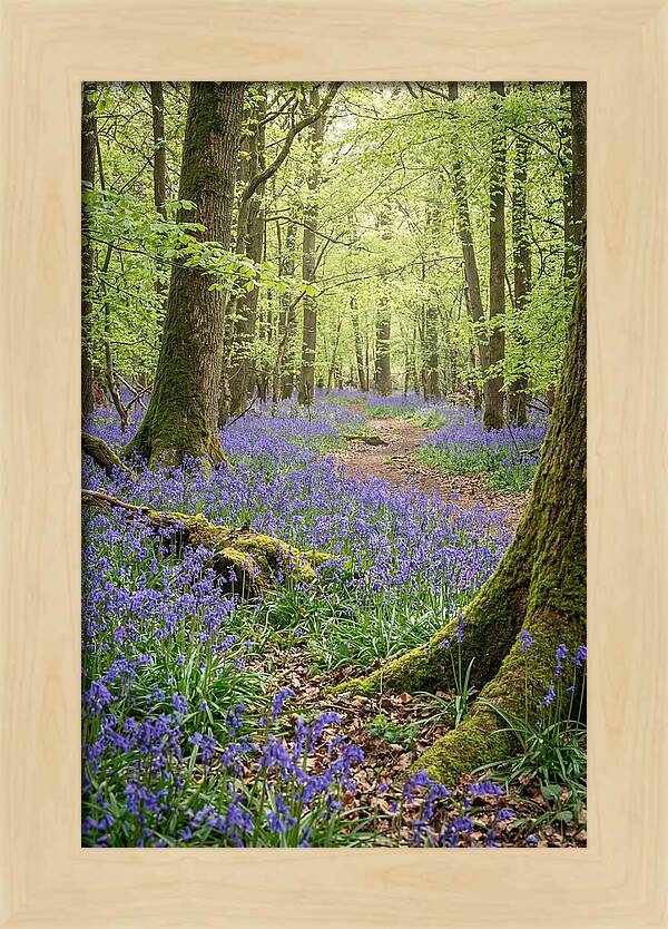 Spring Bluebells In Bloom