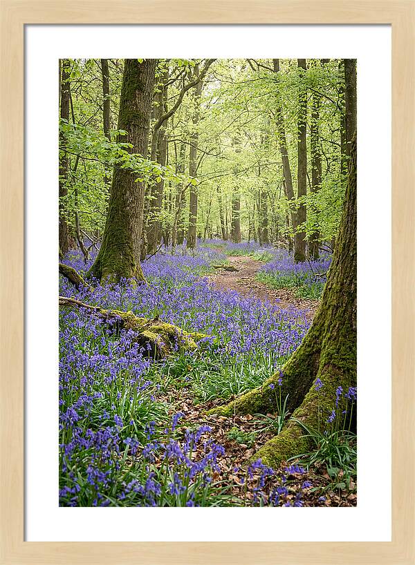 Spring Bluebells In Bloom