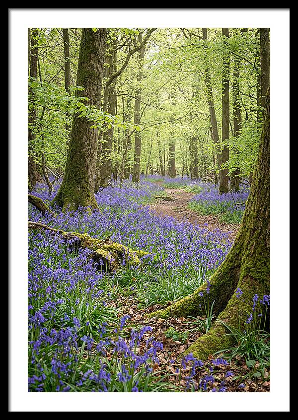 Spring Bluebells In Bloom