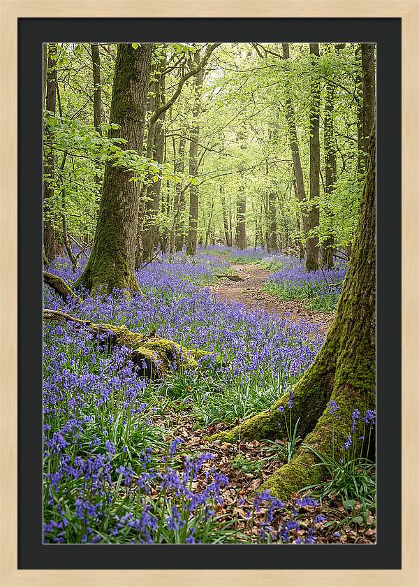 Spring Bluebells In Bloom