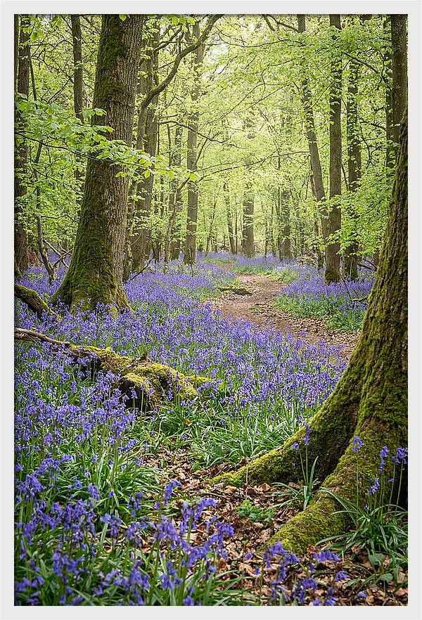 Spring Bluebells In Bloom